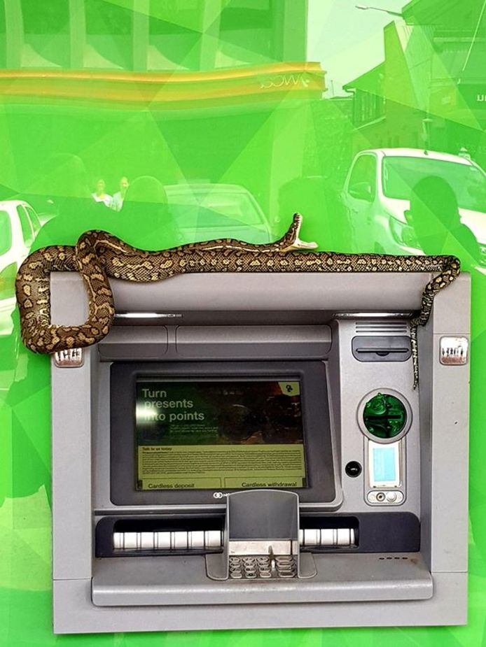Een python hing lekker op een pinautomaat in Australië