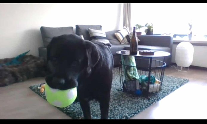 Ses inventeurs espèrent que le DogPhone, dont l'expérimentation se poursuit, permettra d'atténuer l'anxiété de la séparation chez de très nombreux chiens