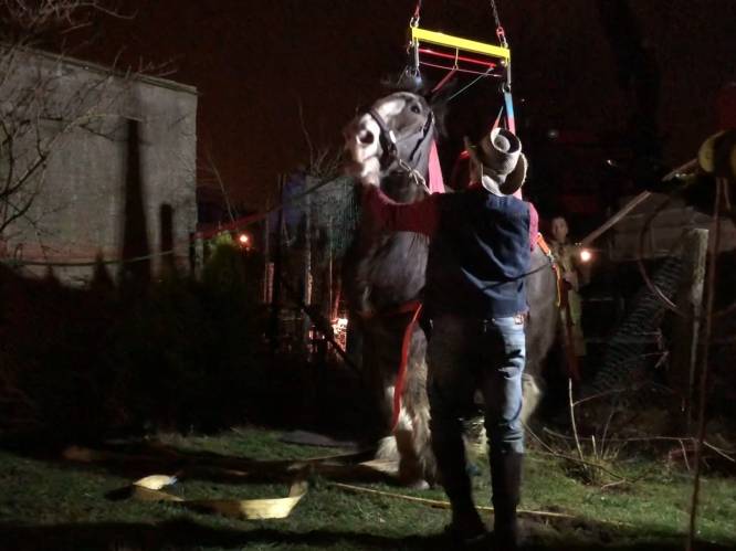 VIDEO. Paard zakt door benen: brandweer moet stal openbreken
