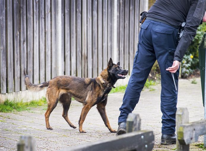 Een politiehond in actie. Foto ter illustratie.