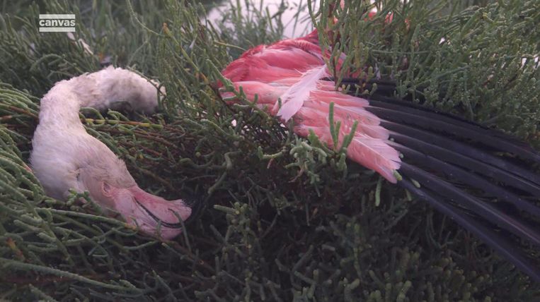 De herfst in het leven van een flamingo duurt nooit lang leerde Lips in Mediterranean: life under siege. Beeld CANVAS