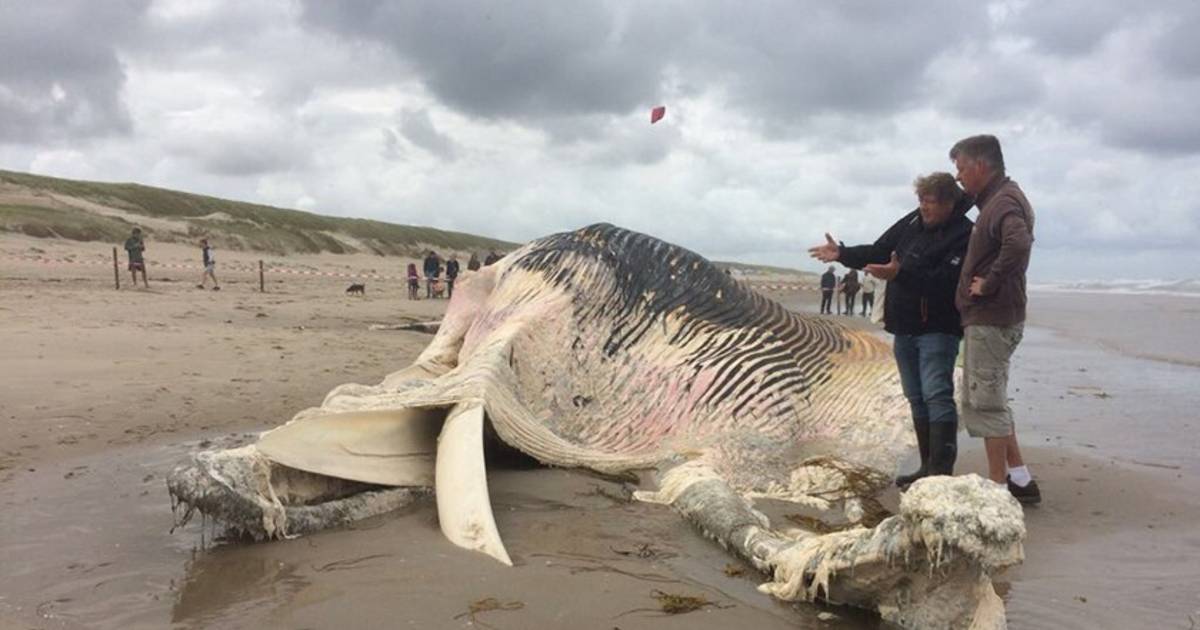 Rijkswaterstaat verwijdert morgen karkas vinvis Texel ...