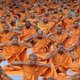Hoe het Westen aan de haal ging met yoga: ‘Het draait niet om een soepel lichaam’