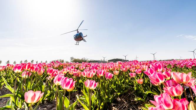 Om tulpen te beschermen, grijpt Noordoostpolder naar bijzondere oplossing