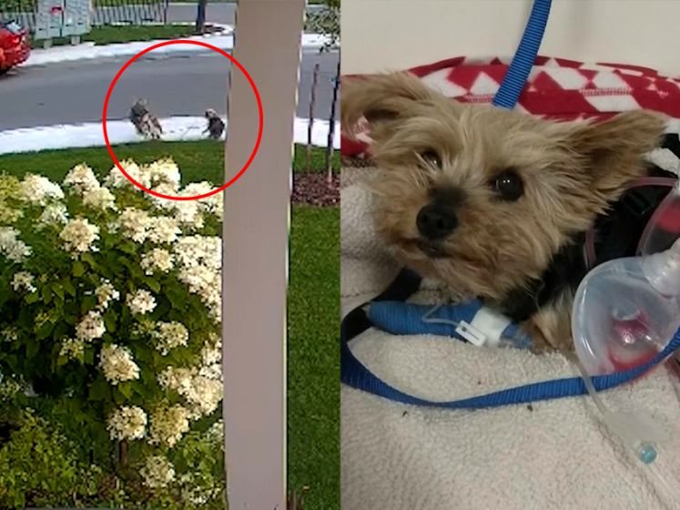 Dappere hond beschermt baasje en vecht tegen coyote