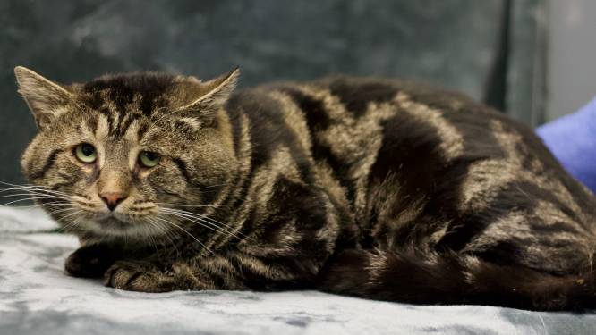Droevige kat gaat viraal op Twitter, vindt 2 dagen later een nieuw thuis en helpt nu op TikTok baasjes vinden voor andere huisdieren