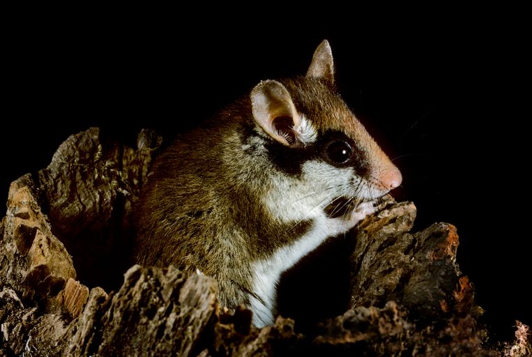 De eikelmuis (niet een echte muis, overigens) is een zogenoemde slaapmuis, wat betekent dat hij zes maanden per jaar slapend doorbrengt Beeld Universal Images Group via Getty