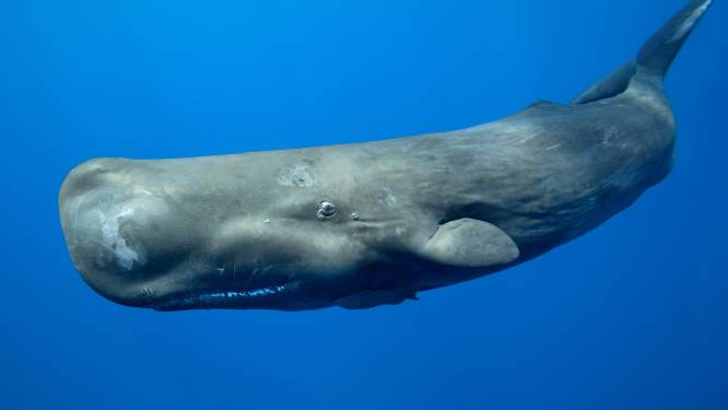 Onderzoek toont aan: walvissen eten 3 miljoen microplastics per dag