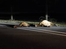 Tragisch ongeval op N264: drie losgebroken pony's dood na aanrijding