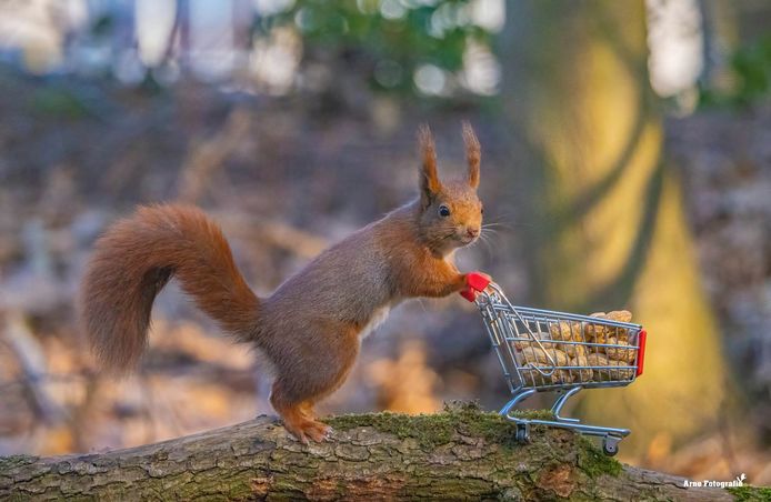 Arne Moons uit Lille is gepassioneerd door alles wat met natuur te maken heeft.