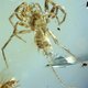 Opgetrokken wenkbrauwen onder spinnenexperts: 100 miljoen jaar oud exemplaar met staart ontdekt