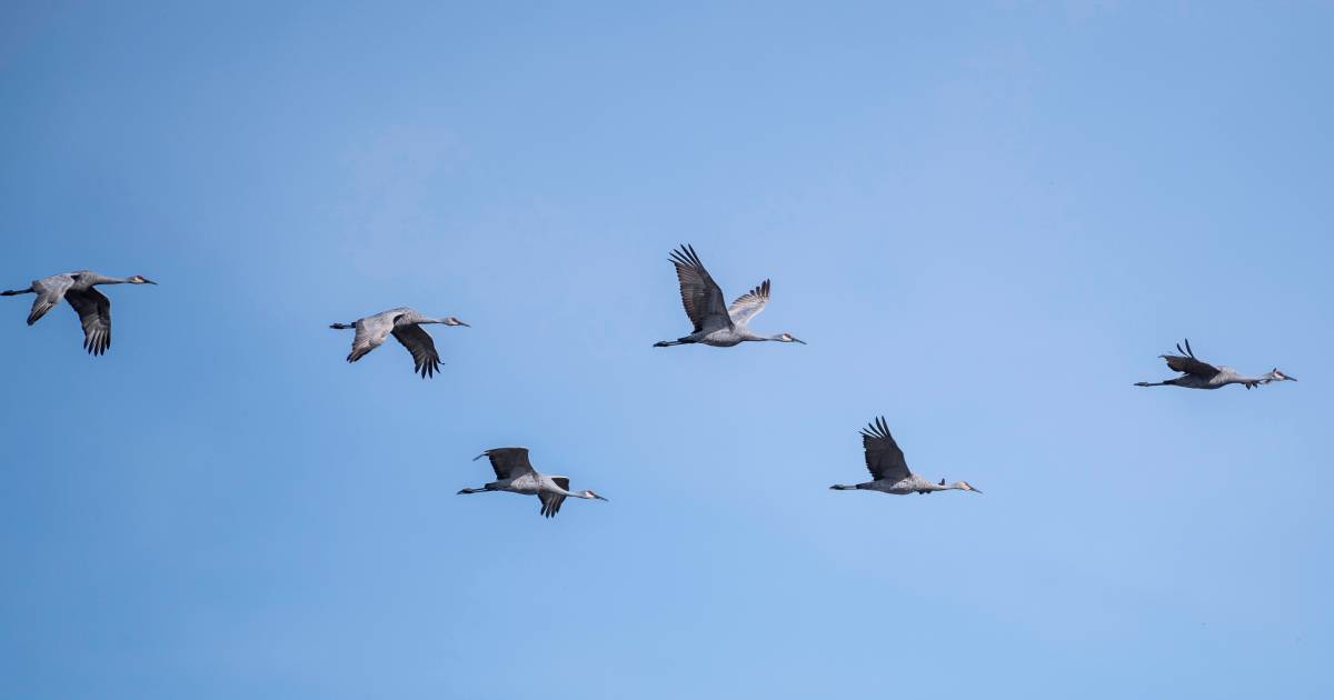 lente en daar vliegen de kraanvogels boven twente en de achterhoek natuur tubantia nl