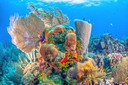 Het koraalrif van Bonaire wordt bedreigd door klimaatverandering.