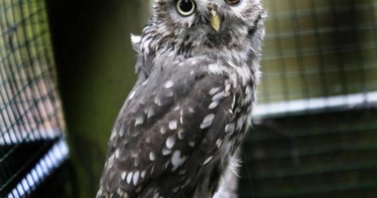 Vogelopvang krijgt bewoner zonder vleugels