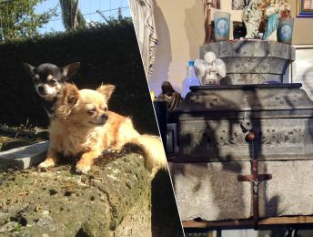 Urnen van honden en hartenkransje gestolen in kapel ‘t Wilgenhof: “Ze hebben heel wat emotionele waarde”