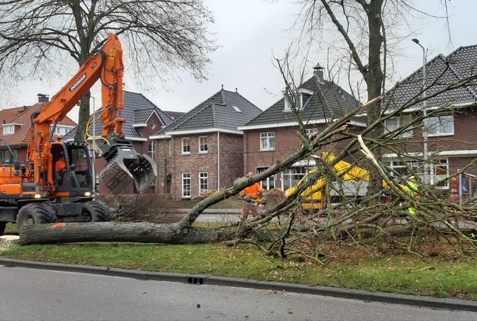 De kap van de lindes aan de Lasondersingel.