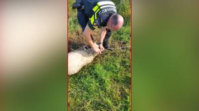 Wat een held: politieagent redt schaap uit prikkeldraad