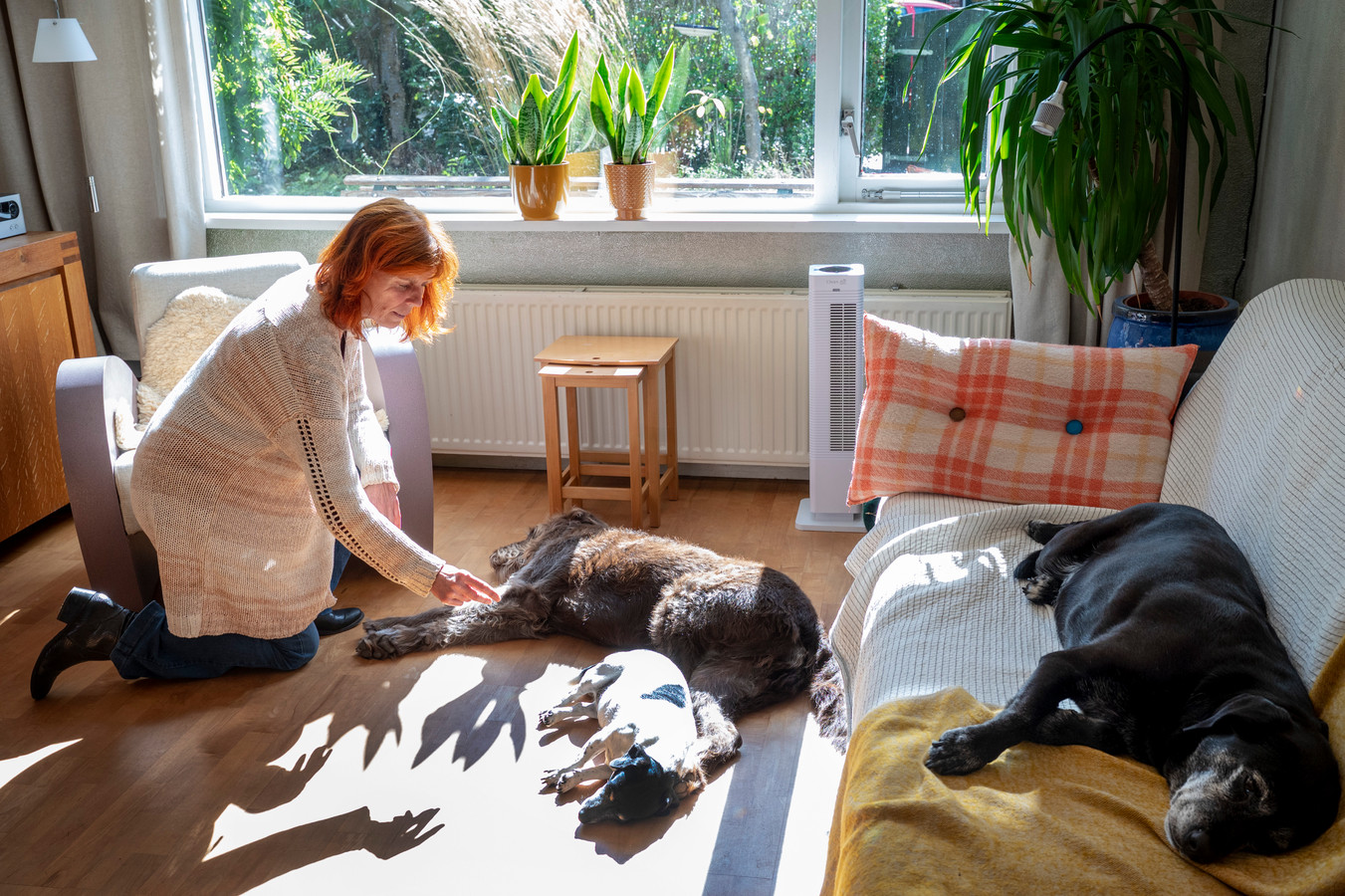 Boetje Broeders in gesprek met labradoodle Doris,  Naya (10) de Jack Russell en Todo de labrador (v.l.n.r.).
