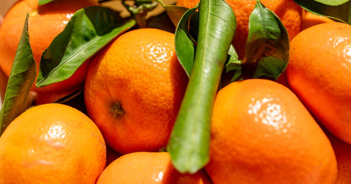 Mai più mandarini secchi: grazie a questo semplice trucco riconoscerai sempre i succosi mandarini in negozio |  Cibo e conoscenza