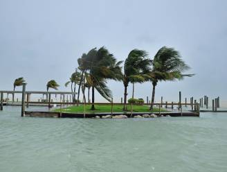 Dodelijke ziekte bedreigt iconische palmbomen Florida