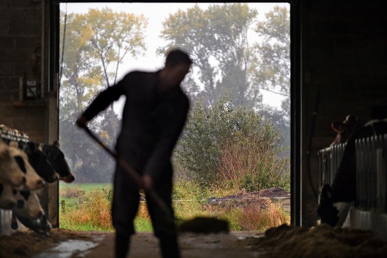 Een boer in Bergeijk aan het werk nabij een natuurgebied. Een uitkoopregeling kan het aantrekkelijk maken om te stoppen met het bedrijf, wat de overheid het voordeel biedt dat de stikstofuitstoot wordt teruggedrongen.  Beeld Marcel van den Bergh / de Volkskrant