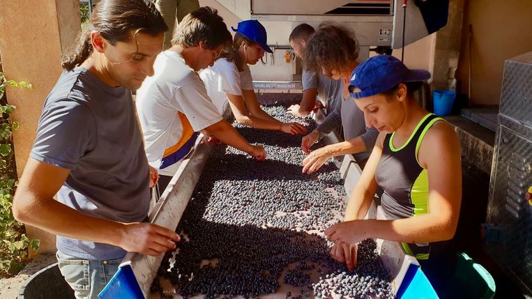 Terroir to Table - Documentaire (FRA/DNK-2022) - Rasmus Dineses - Caption: Beeld TMDb