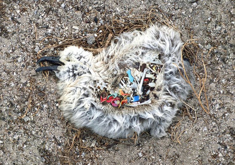 Beeld van een albatroskuiken met plastic in de maag uit een documentaire over de impact van plastic op de oceaan.  Beeld 