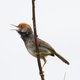 Nieuwe vogelsoort midden in hoofdstad Cambodja ontdekt