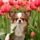 Déze 8 bloemen en planten zijn giftig voor honden en katten
