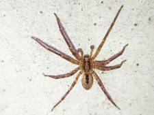 Valse wolfspin duikt steeds vaker op in de regio: hier heb je de grootste kans om hem tegen te komen