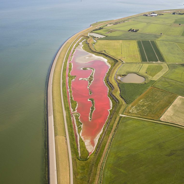 In 2017 kleurde het water in natuurgebied Wagejot ook al eens compleet roze  door de algen in combinatie met droogte.  Beeld ANP Handouts