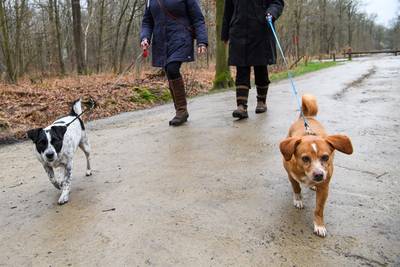 Met het verbod op honden in het bos dreigt ook het ‘dagelijks praatje’ te verdwijnen, vrezen bewoners