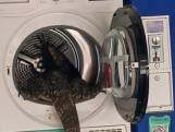 Enorme varaan klautert in Thaise wasmachine
