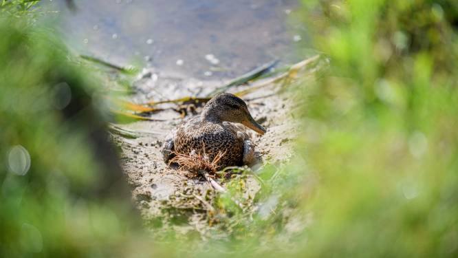 Dramatisch hoe botulisme uitpakt in Kristalbad: vijftig dode vogels na slechts één uur zoeken