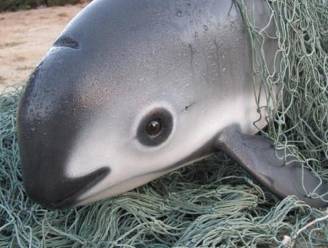 Meest bedreigde zeezoogdier ter wereld bijna uitgestorven: nog maar tien Californische bruinvissen meer