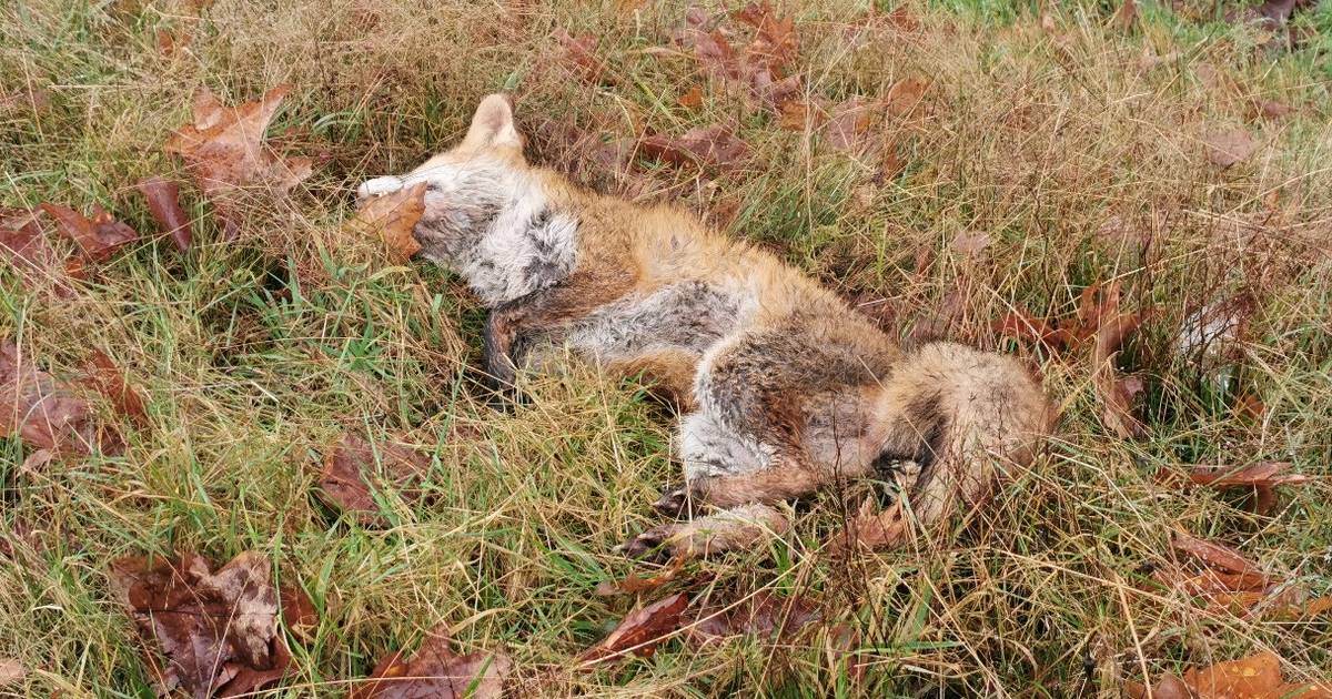 Passanten vangen aangereden vosje in Wageningen; zwaargewond dier uit lijden verlost.