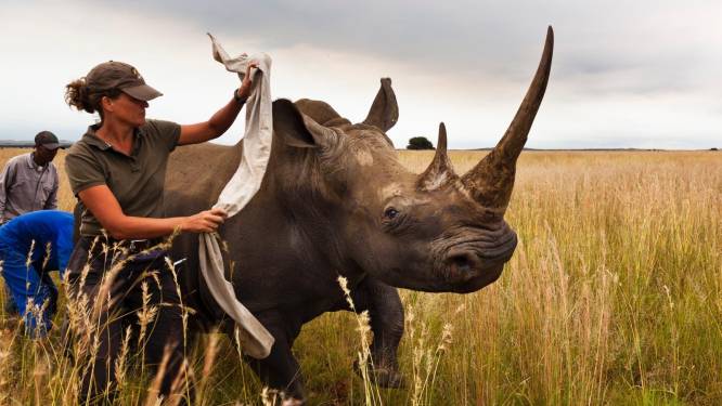 Stropers doden minder neushoorns in Zuid-Afrika door coronalockdowns