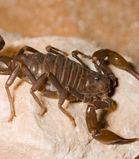 Noodweer zorgt voor schorpioeneninvasie in Egypte: ruim 500 gewonden door steken