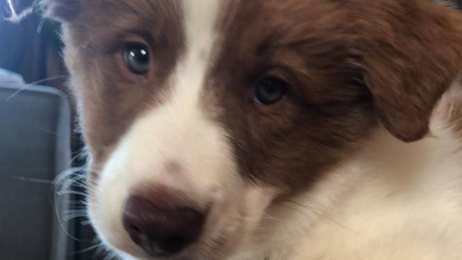 Pup Bodie is al twee weken vermist, wildvreemden zoeken mee: ‘Hartverwarmend hoe iedereen helpt’