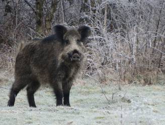 Aangeschoten zwijn doodt jager in Duitsland
