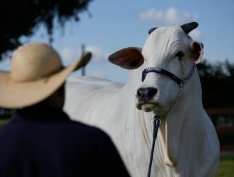 Dit is de duurste koe ter wereld (en de belichaming van de enorme vleesambities van topexportland Brazilië)