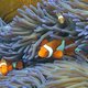 Opwarming van oceanen bedreigt ook Nemo