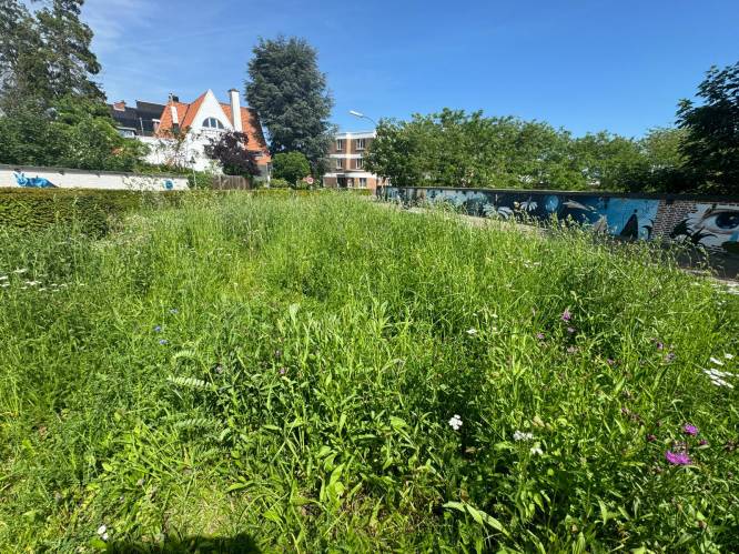 Stad Leuven verfijnt maaibeleid: “Opbouwen naar grasland met een grotere bloemenrijkdom op bepaalde locaties”