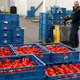 Hollandse paprika breekt de Chinese markt open