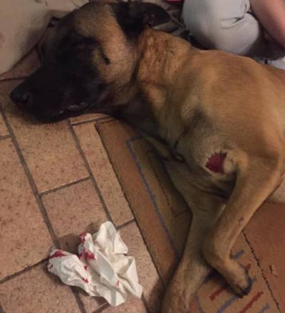 Hond zo zwaar mishandeld in Winterswijk dat hij uit lijden is verlost