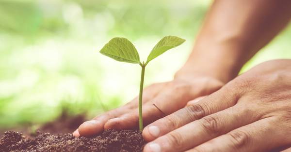 Eeuweling plant boom in Ellemeet