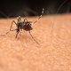 Terrasje? Daar zijn de insecten. Wat werkt het best tegen muggen, wespen en andere beestjes?