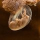 Lezersbrieven: ‘Beperking embryo-onderzoek is onethisch’
