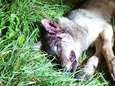 Opnieuw wolvenwelp doodgereden in Limburg