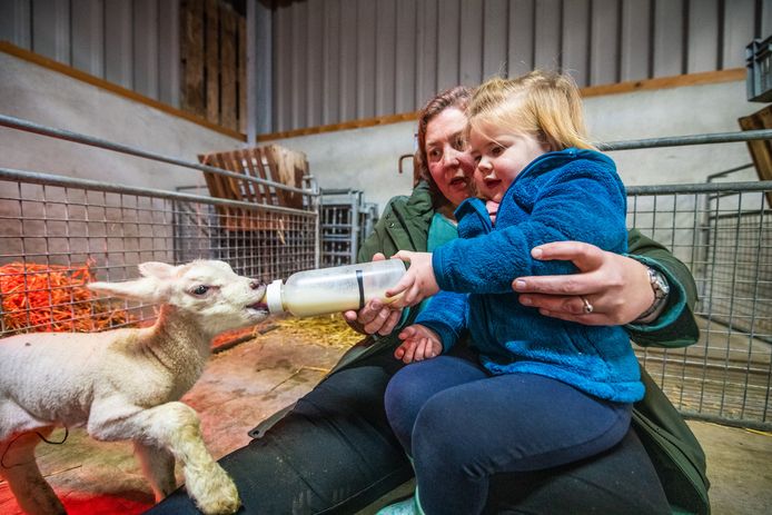 Op Wim en Cora’s schaapsfarm worden de eerste lammetjes geboren. Op de Foto Andrea de Jong met haar dochter Yela (2)